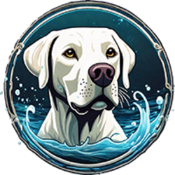 Splash Dog