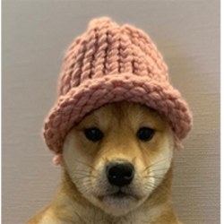 dogwifhat