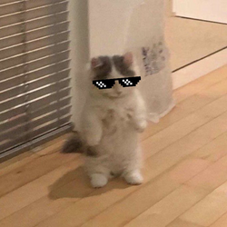 ghibli michi