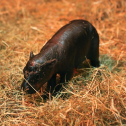 New Born Haggis Pygm