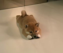 Inu.