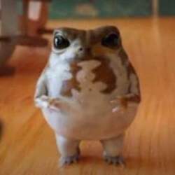 No1 tiktok frog (Omo