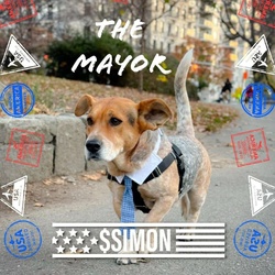Simon for NYC  dog M