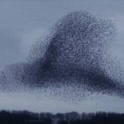 The SWARM