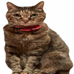 Tsutsuji Doge's Sist